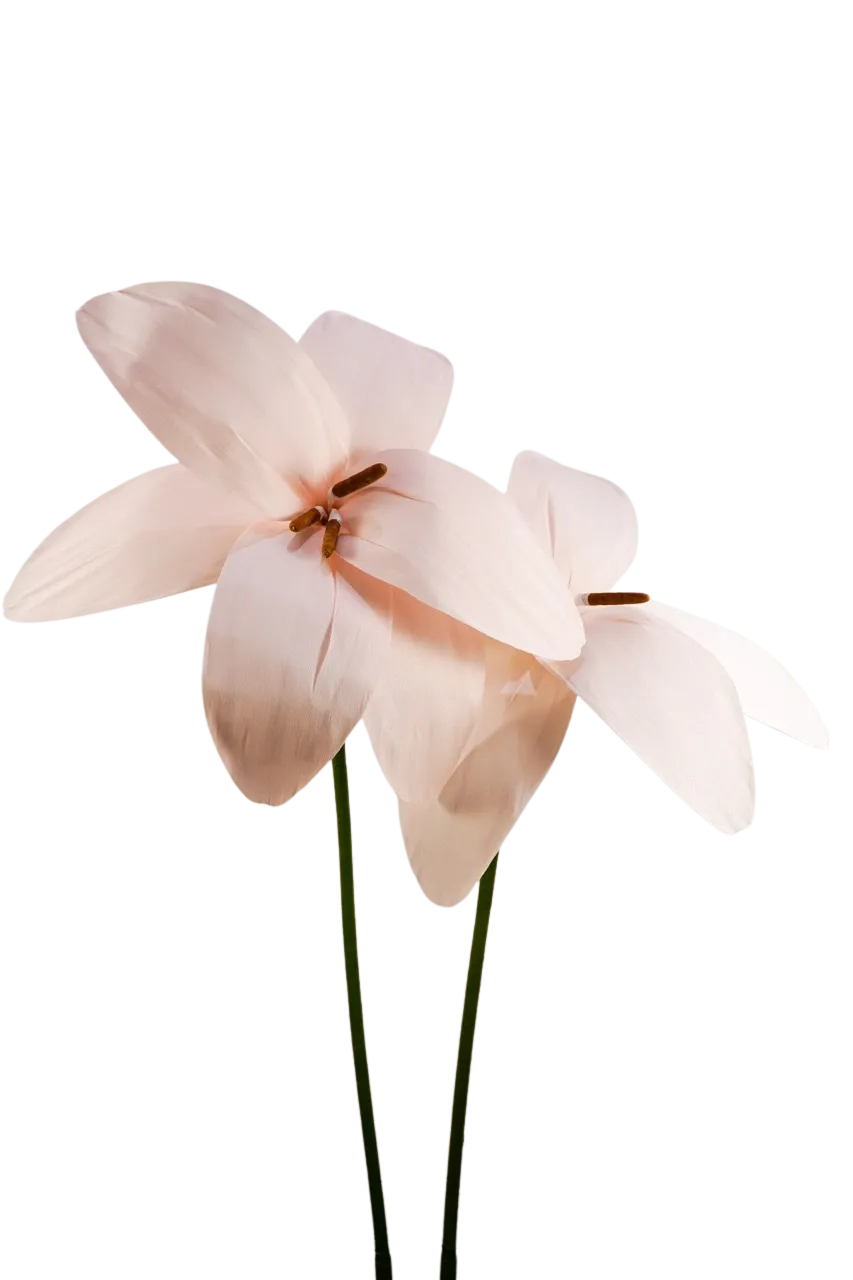 Light Pink Lily