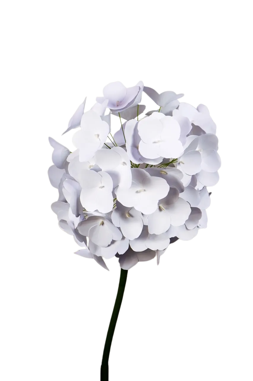 White Geranium