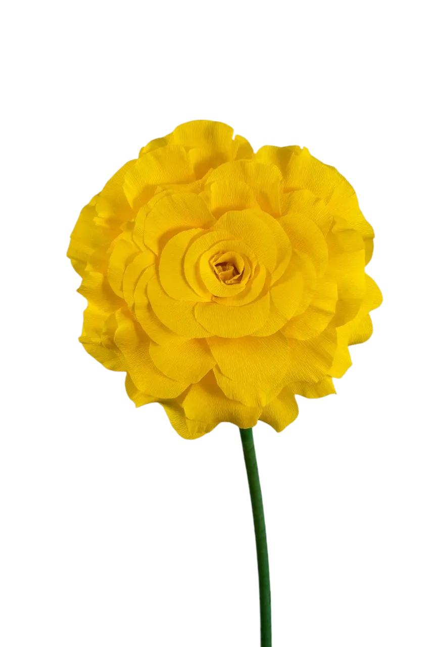 Yellow Rose