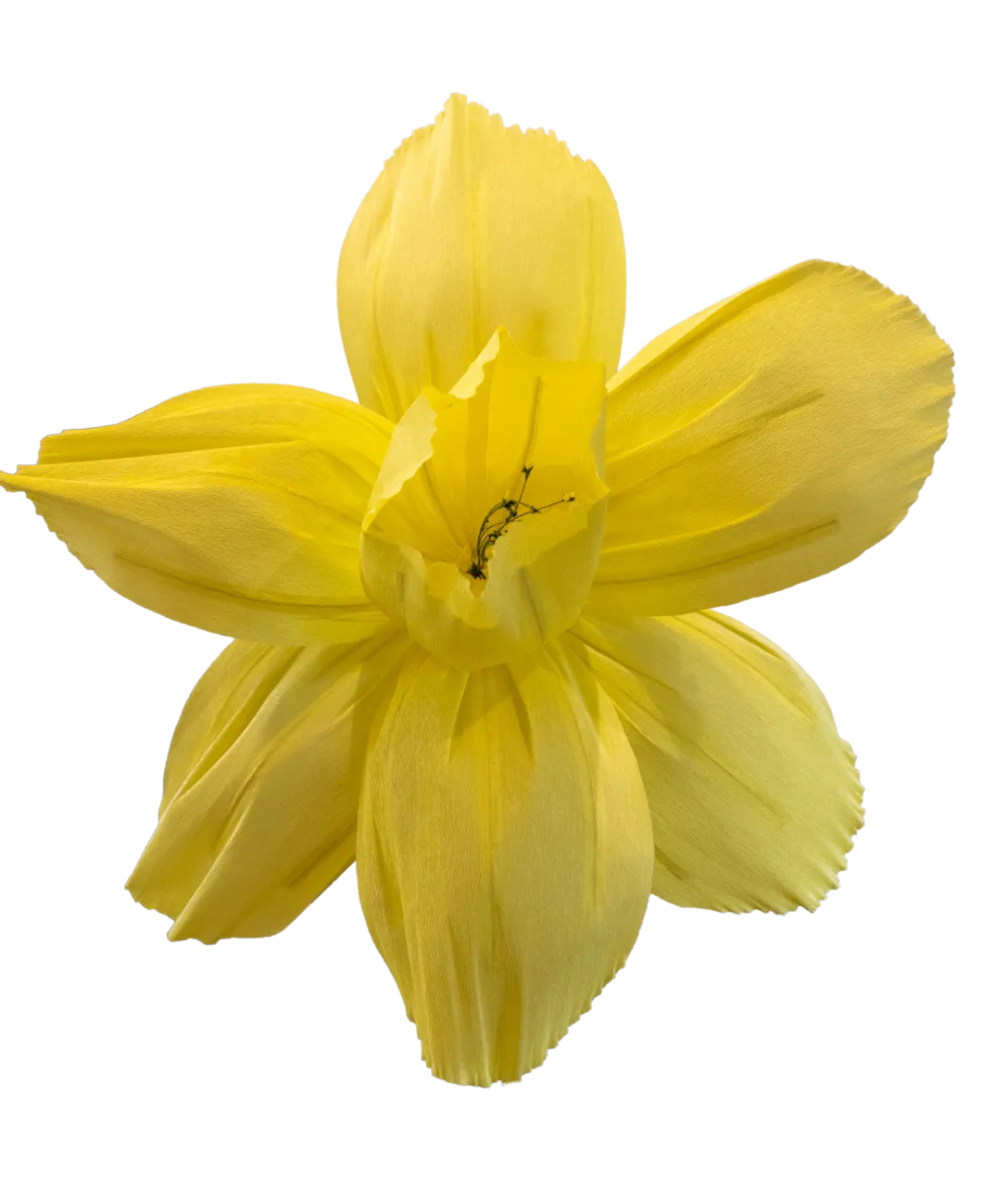 Bright Yellow Daffodil