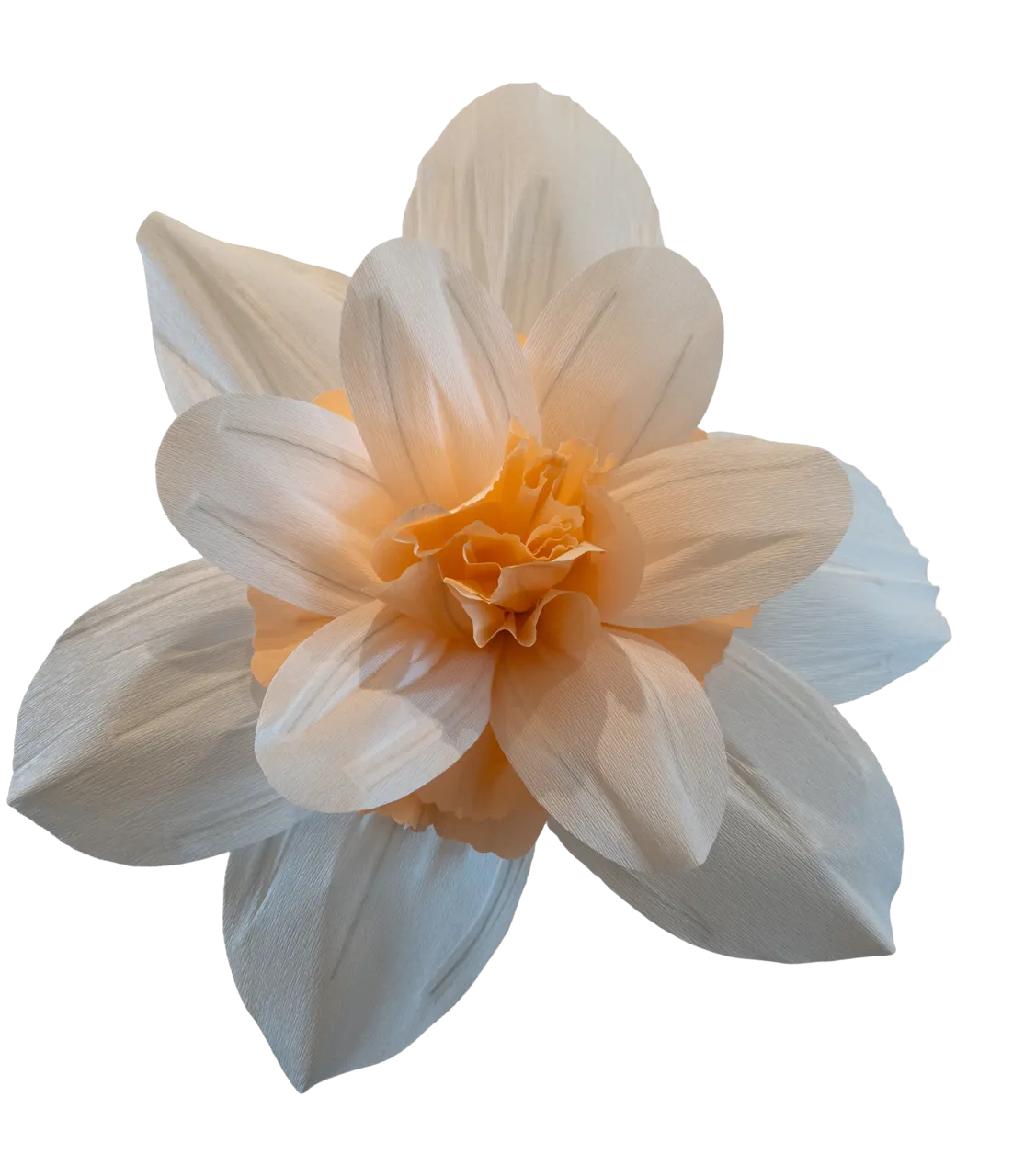 Daffodil Double Delnashaugh