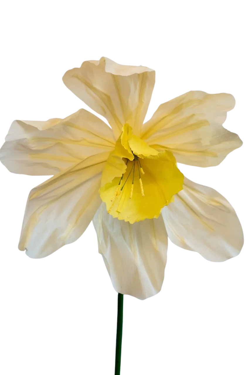 Light Yellow Daffodil with Narrow Bell