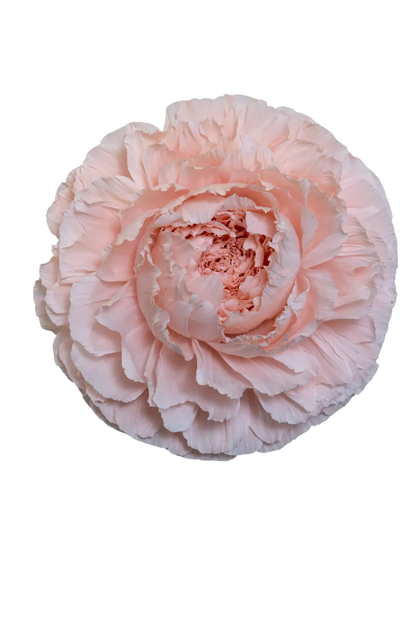 Light Pastel Pink Peony