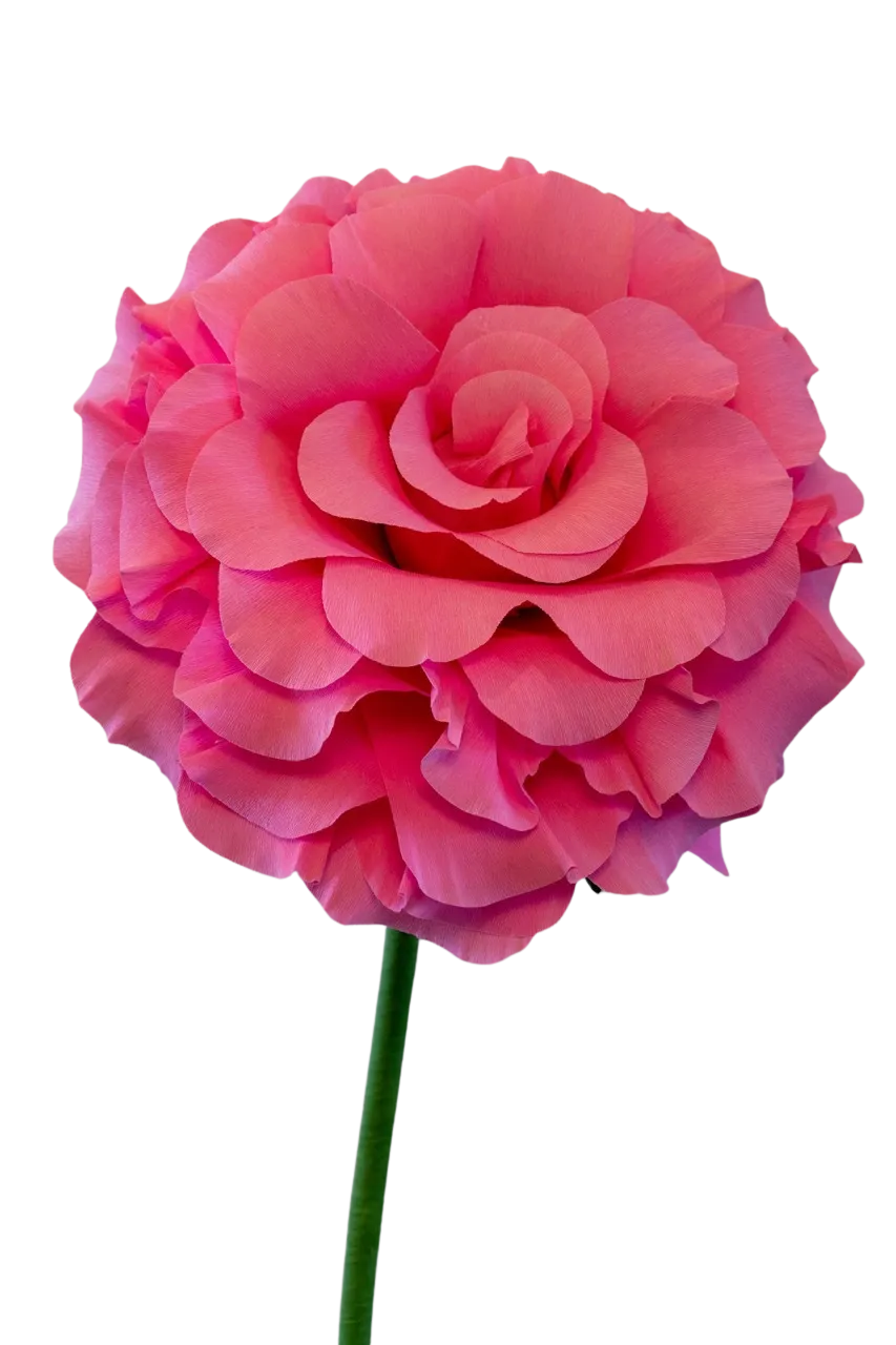 Medium Bright Pink Rose