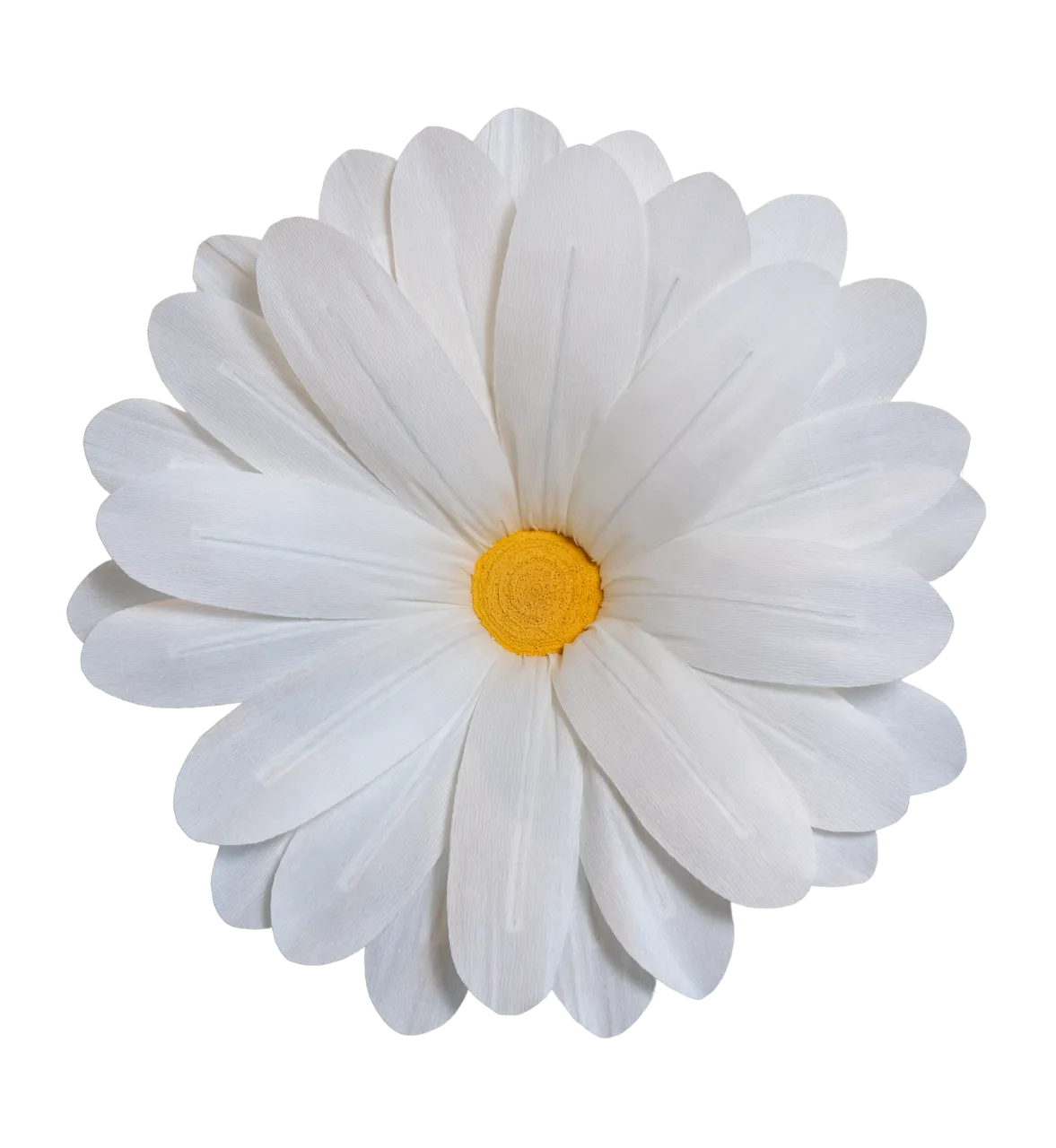 Extra Large White Daisy