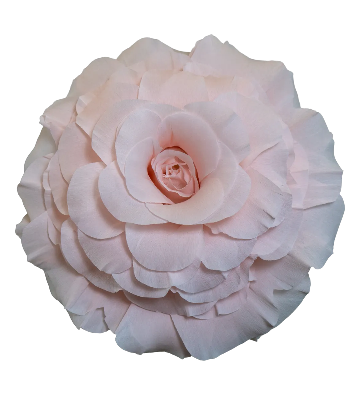 Light Pastel Pink Rose