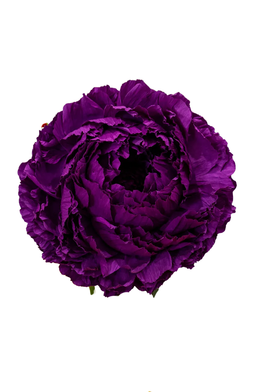 Dark Purple Peony