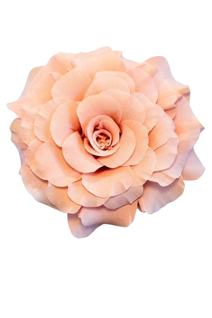 Light Dusty Pink Rose 