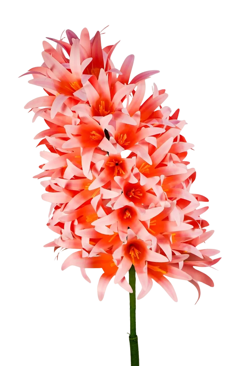 Pink Hyacinth