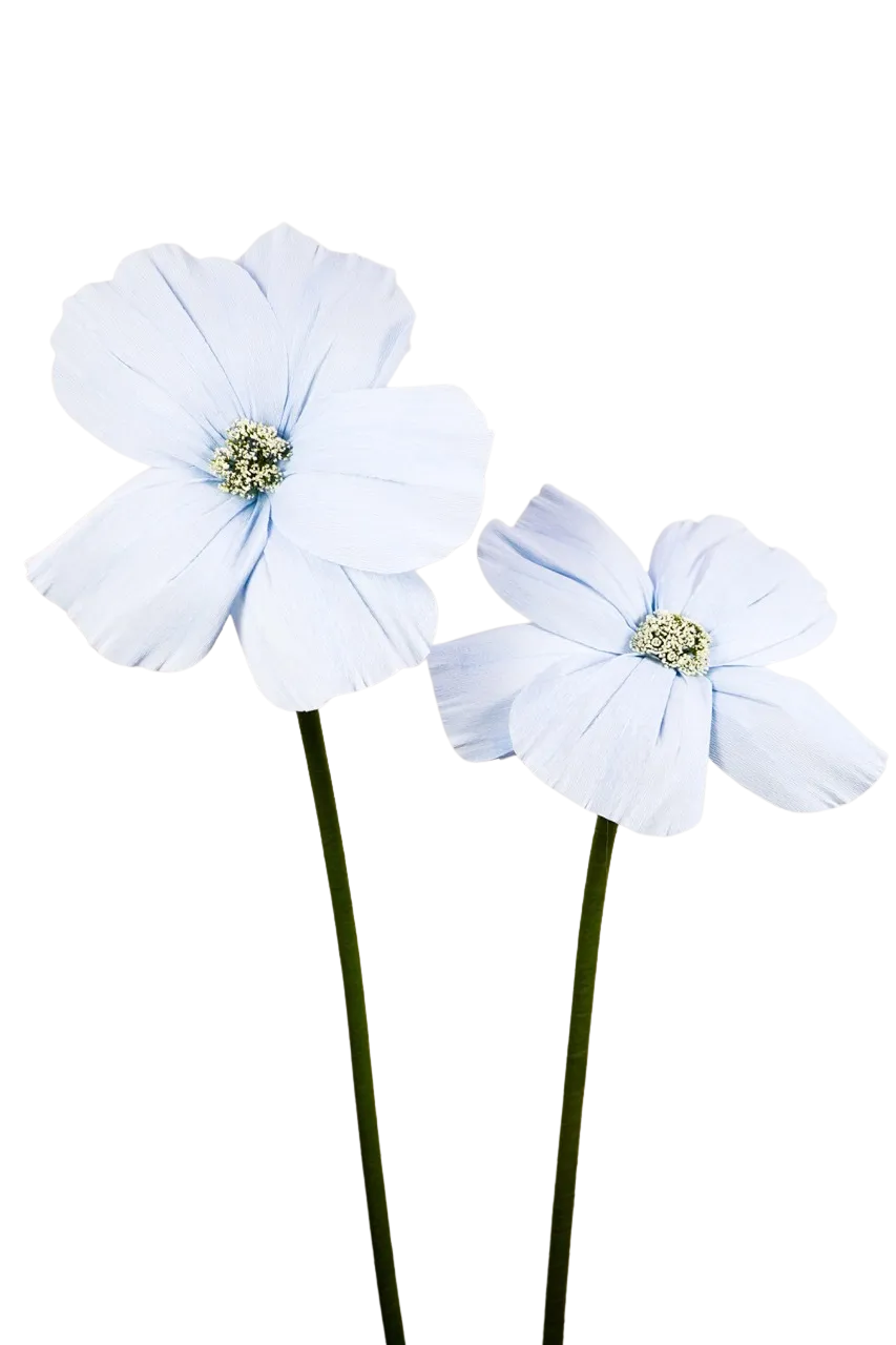 Light Blue Forget-me-not