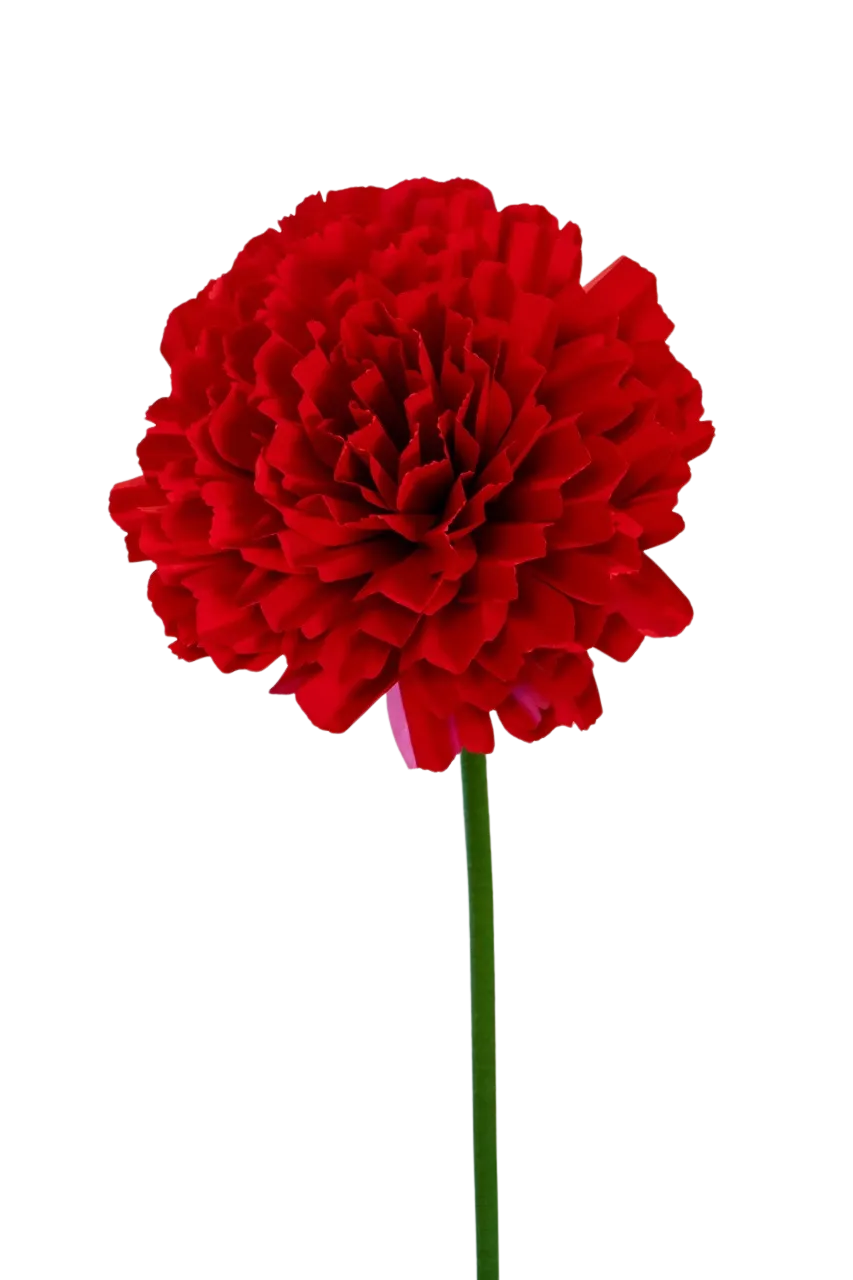 Red Carnation