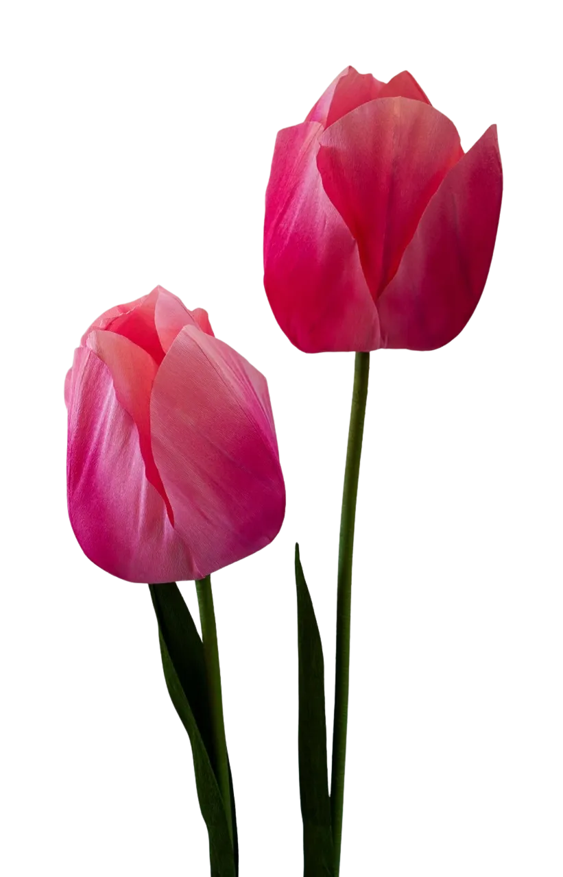 Pink Tulip