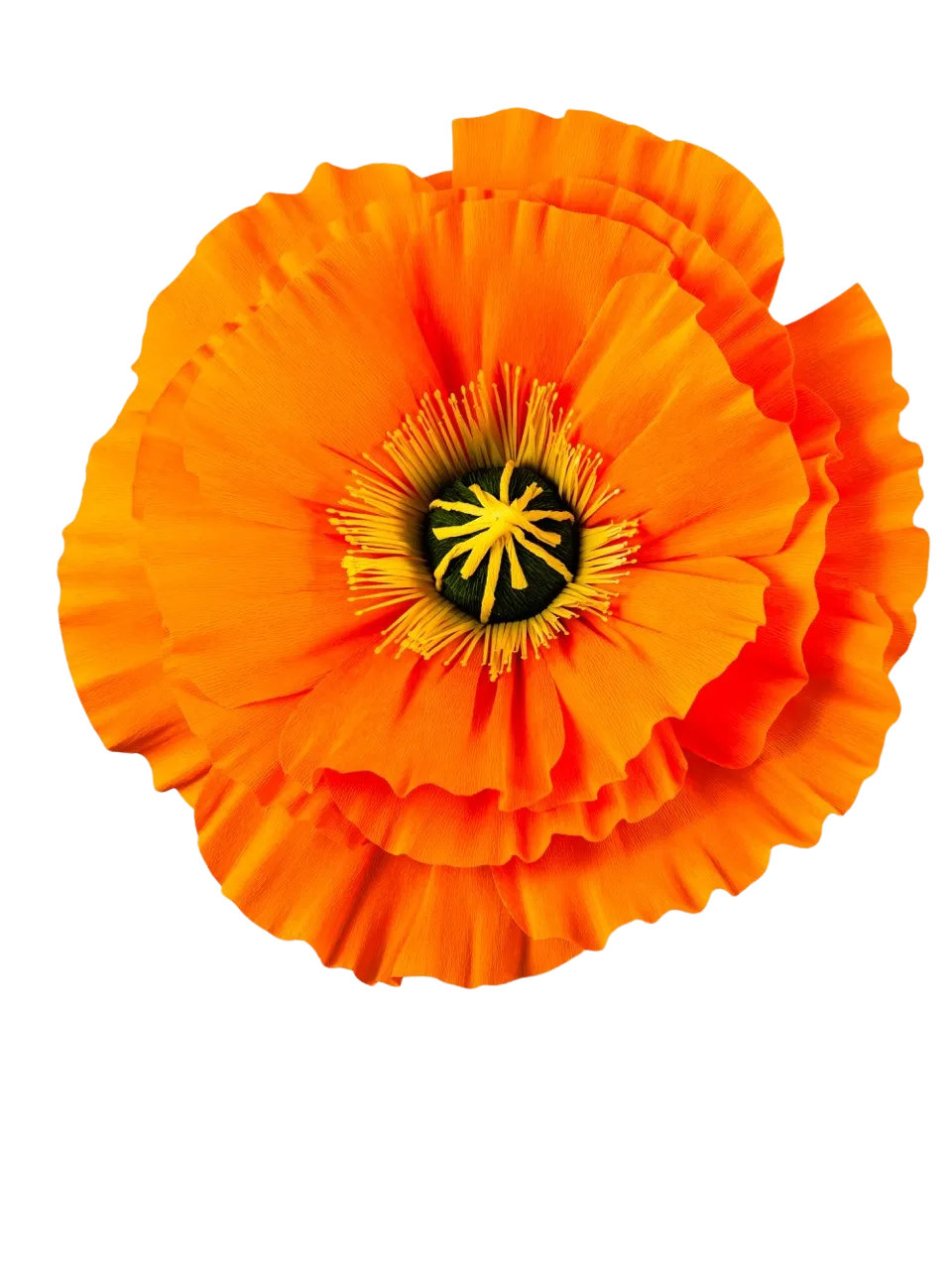 Orange Icelandic Poppy