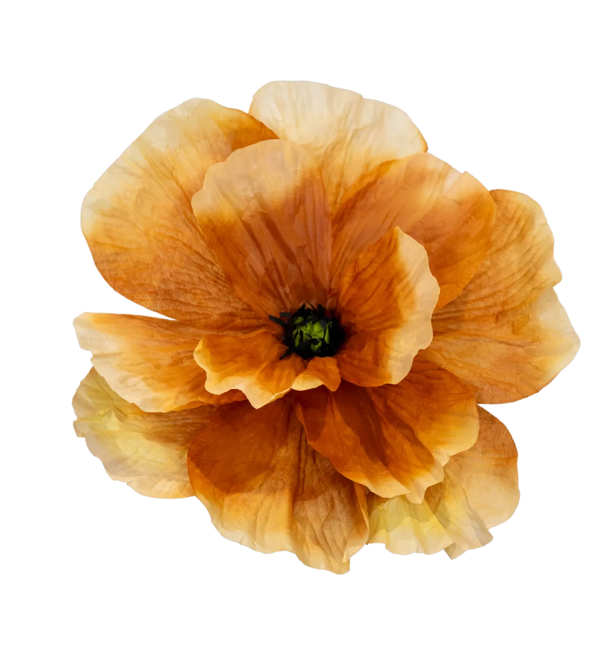 Dark Orange with Cream tips Poppy