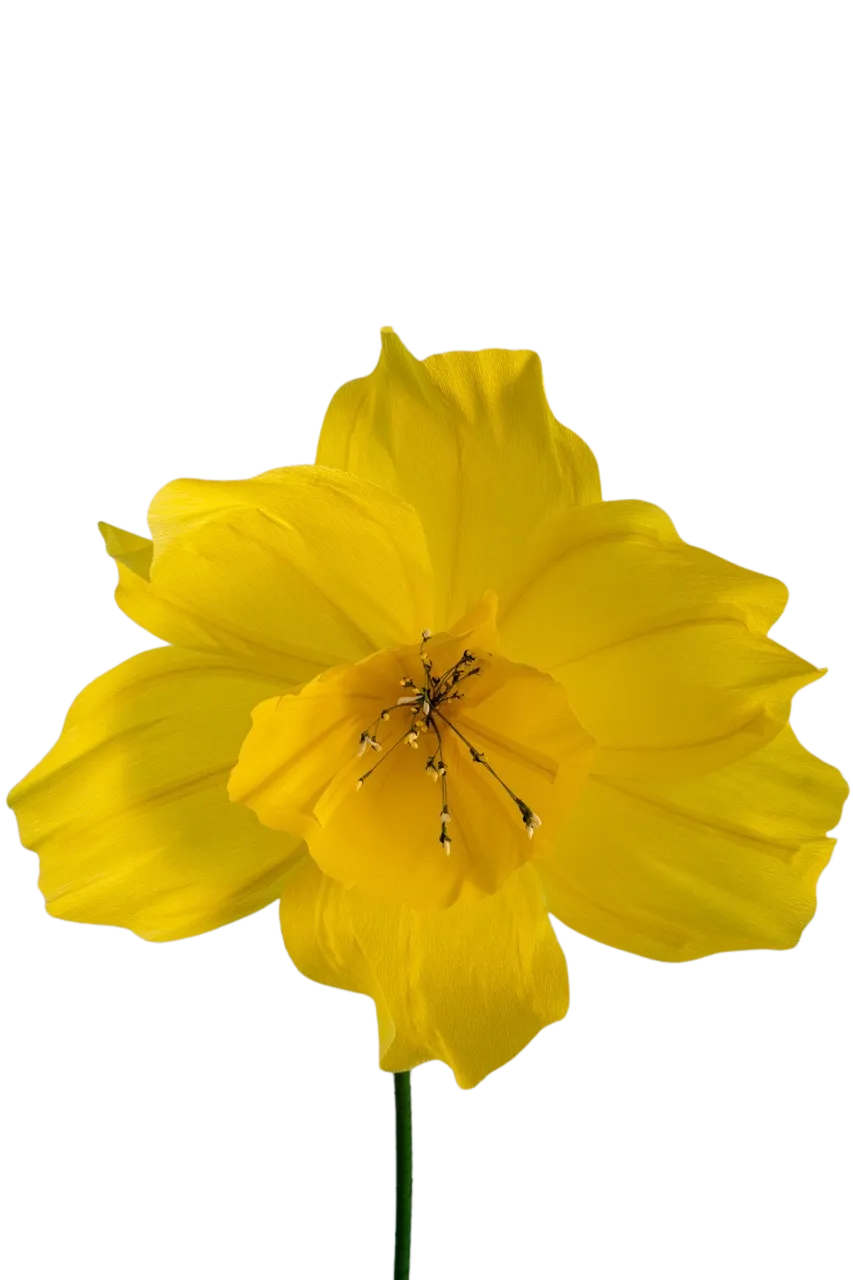 Light Yellow Wide Bell Daffodil 