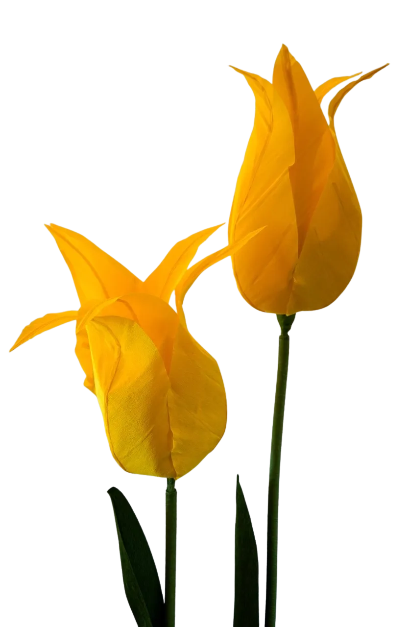 Yellow Tulip