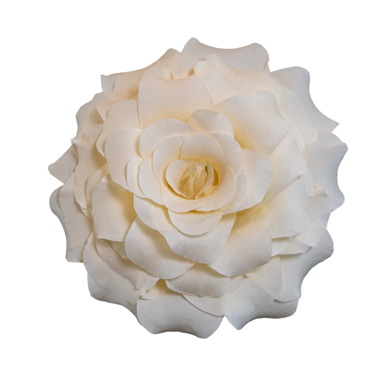 Ivory/Cream Rose
