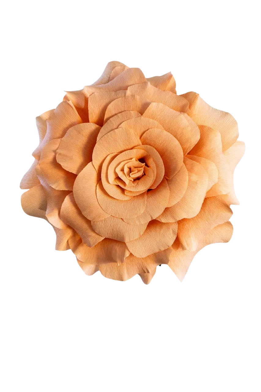 Light Orange Rose 