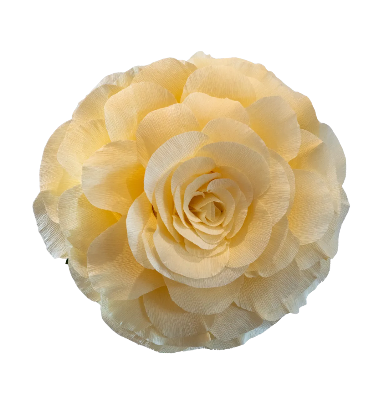 Ultra Light Yellow Rose