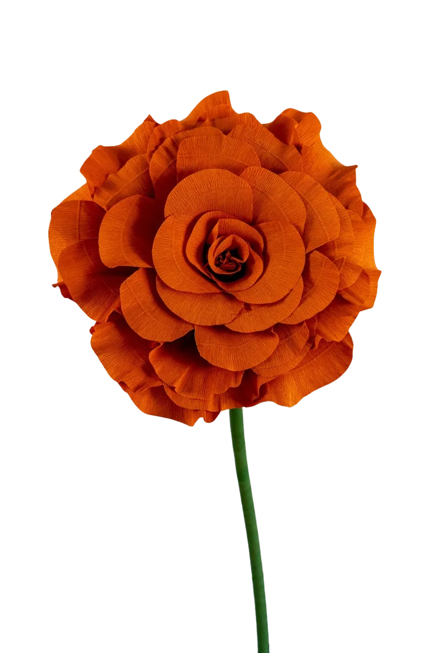 Orange Rose 