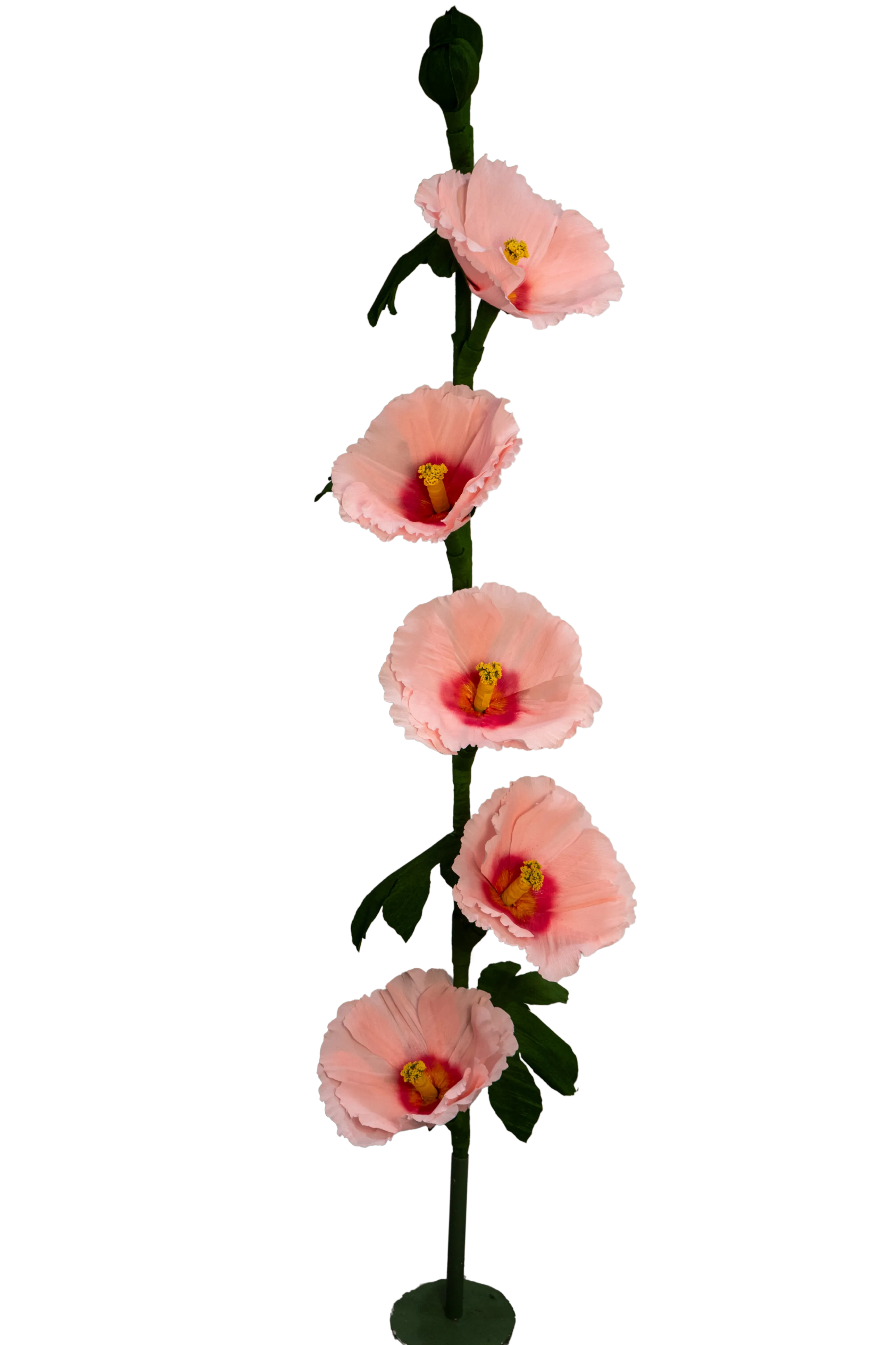 Pink Hollyhock