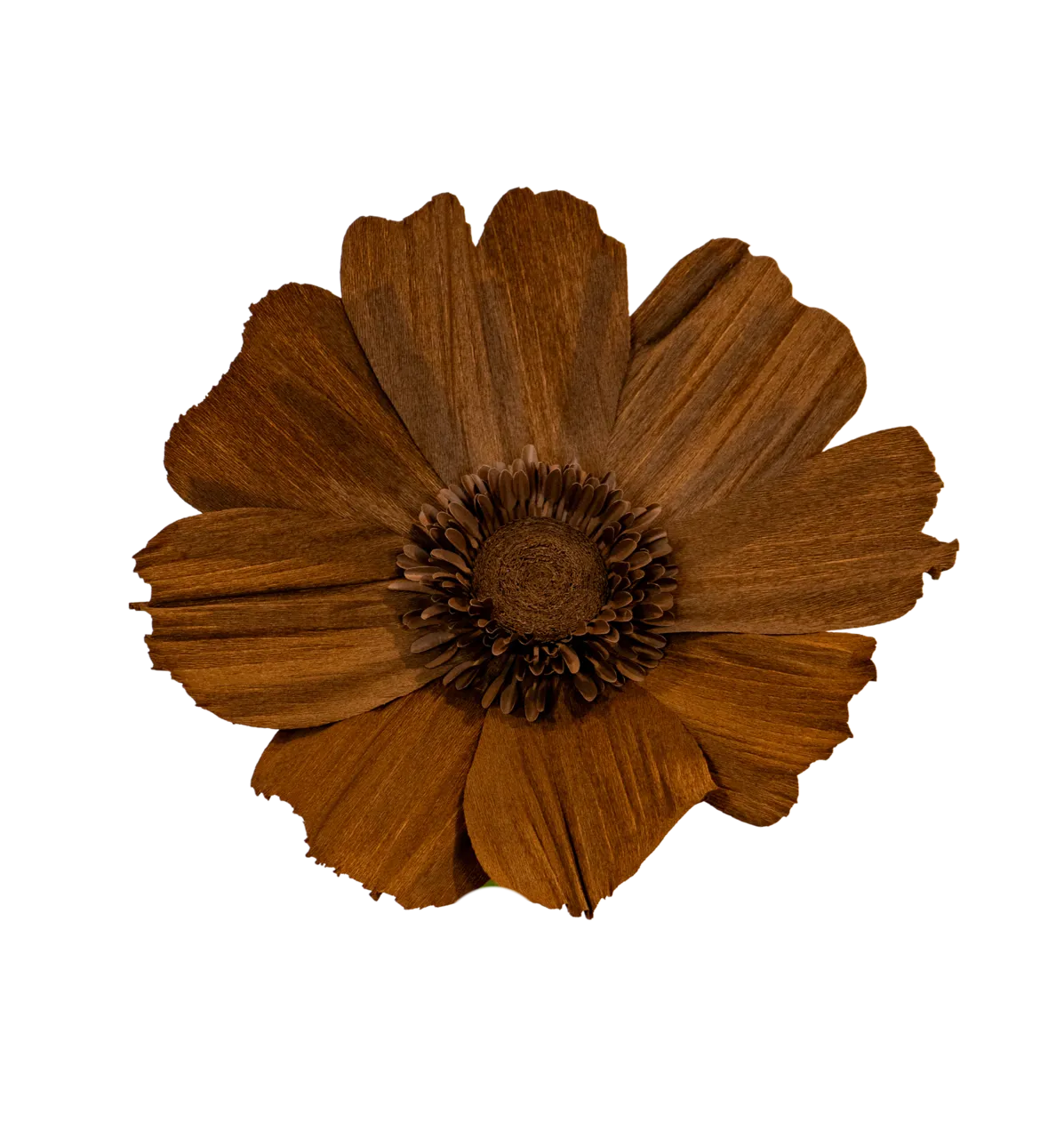 Chocolate Brown Cosmos 