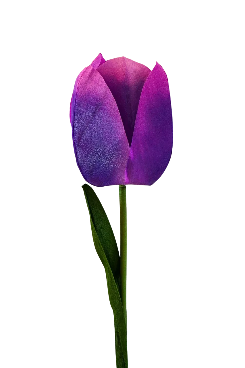 Purple Tulip