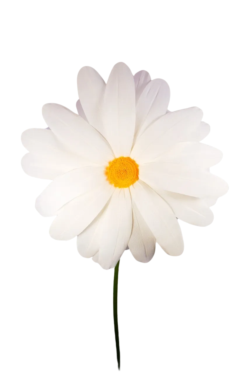 Extra Large White Daisy