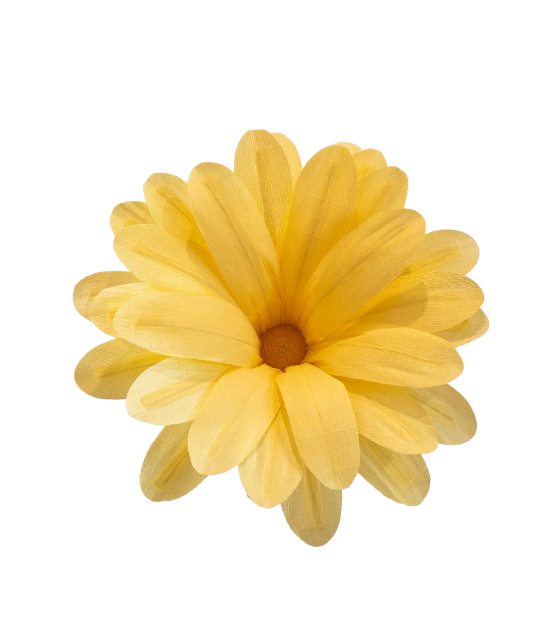 Light Yellow Daisy