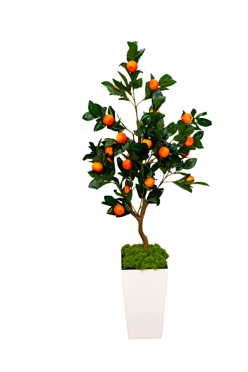 Orange Tree 54" With Pot