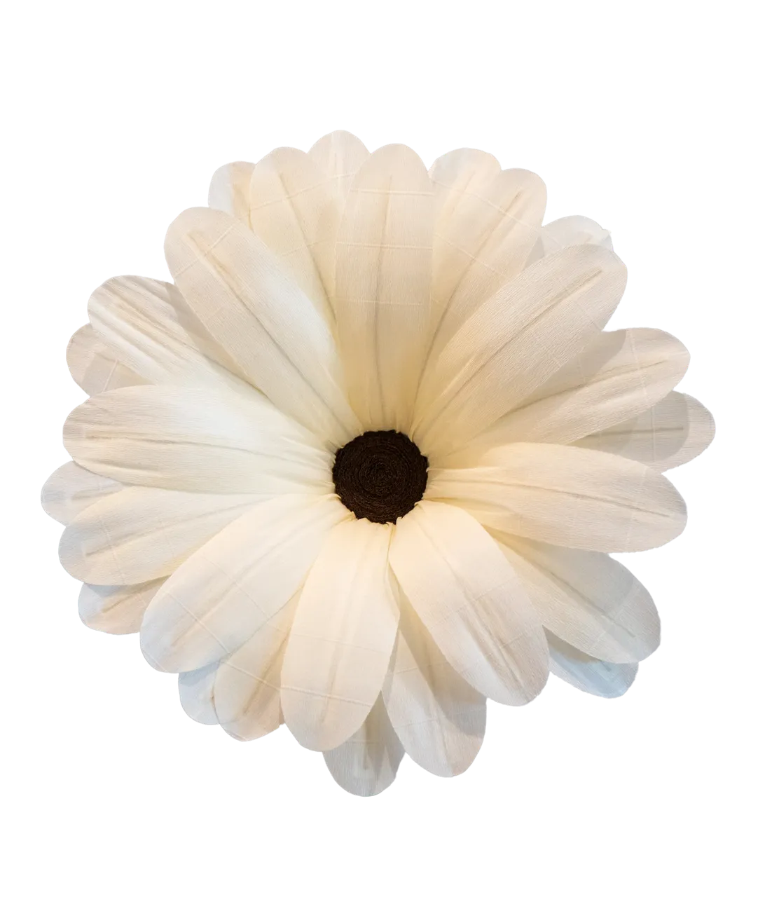 Off White Daisy with Brown Center