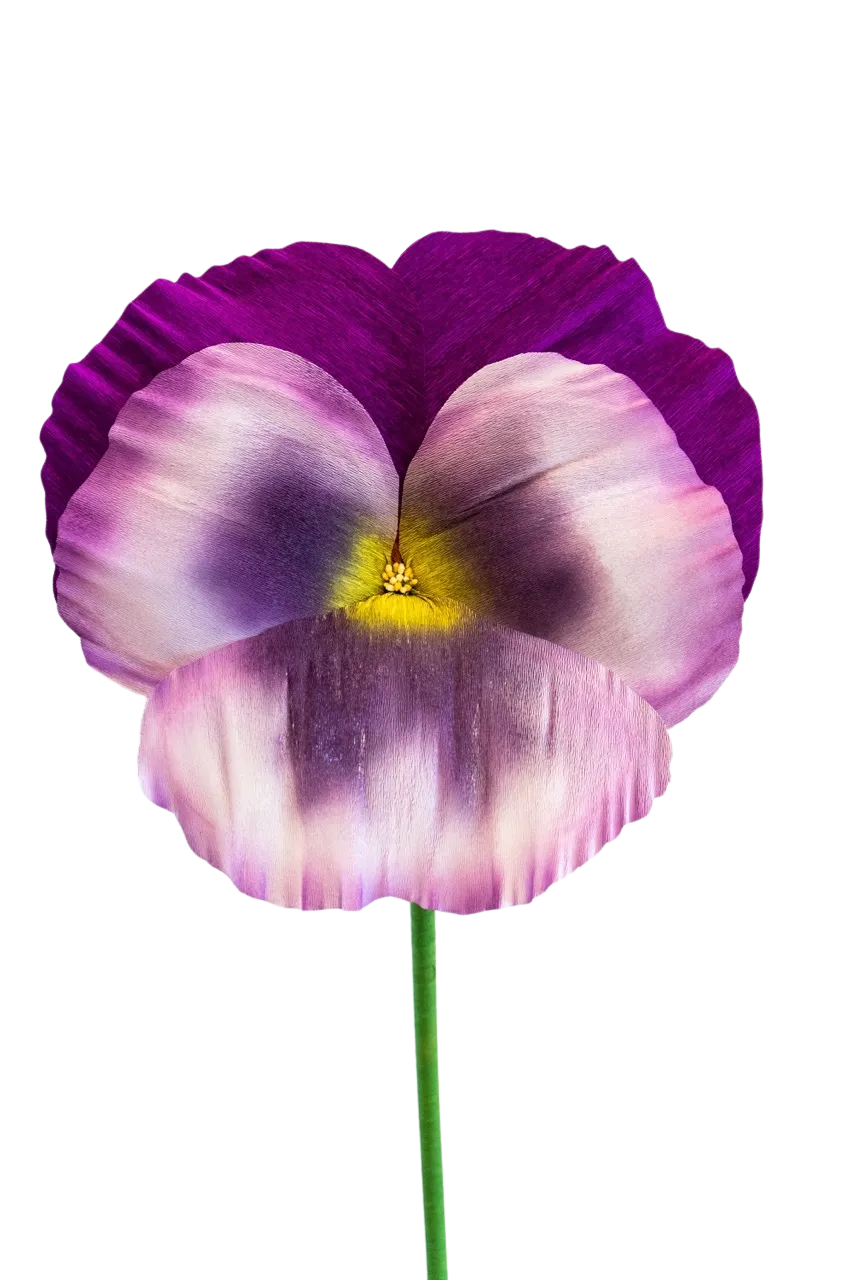Purple and White Pansy
