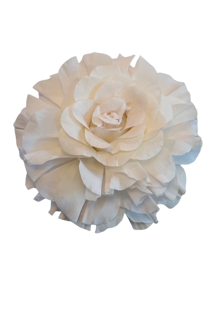 White Rose with Pink Tips