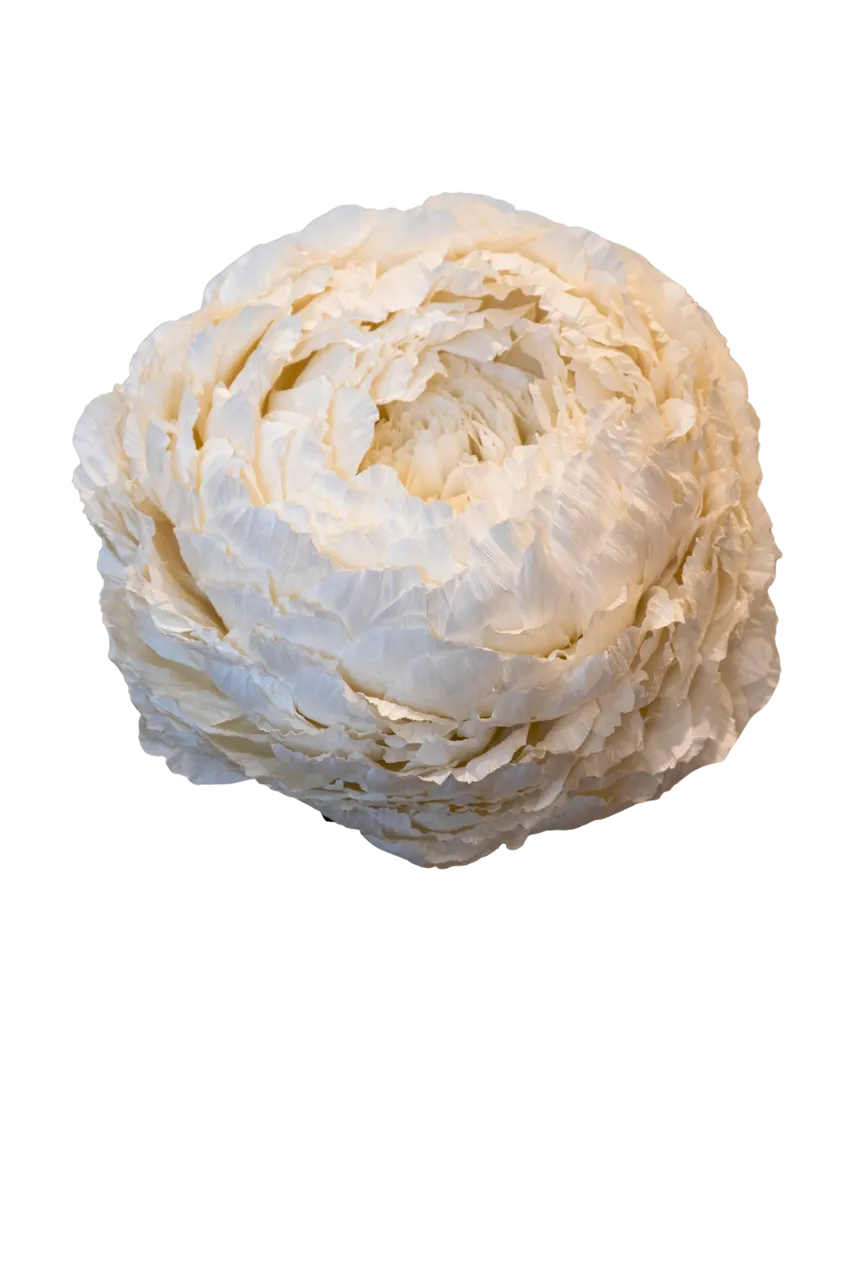 White Peony 