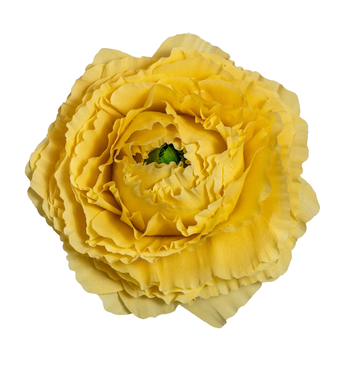 Yellow Ranunculus