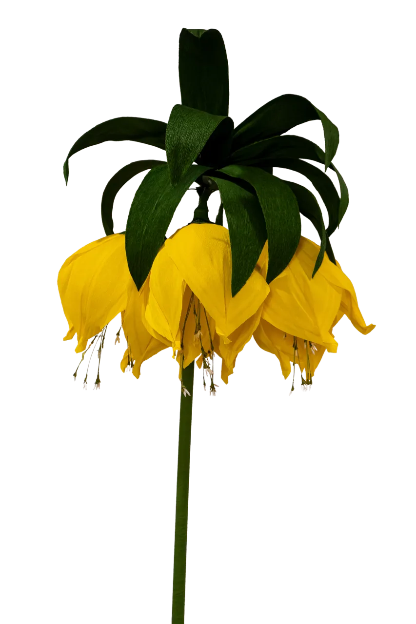Crown Imperial Flower