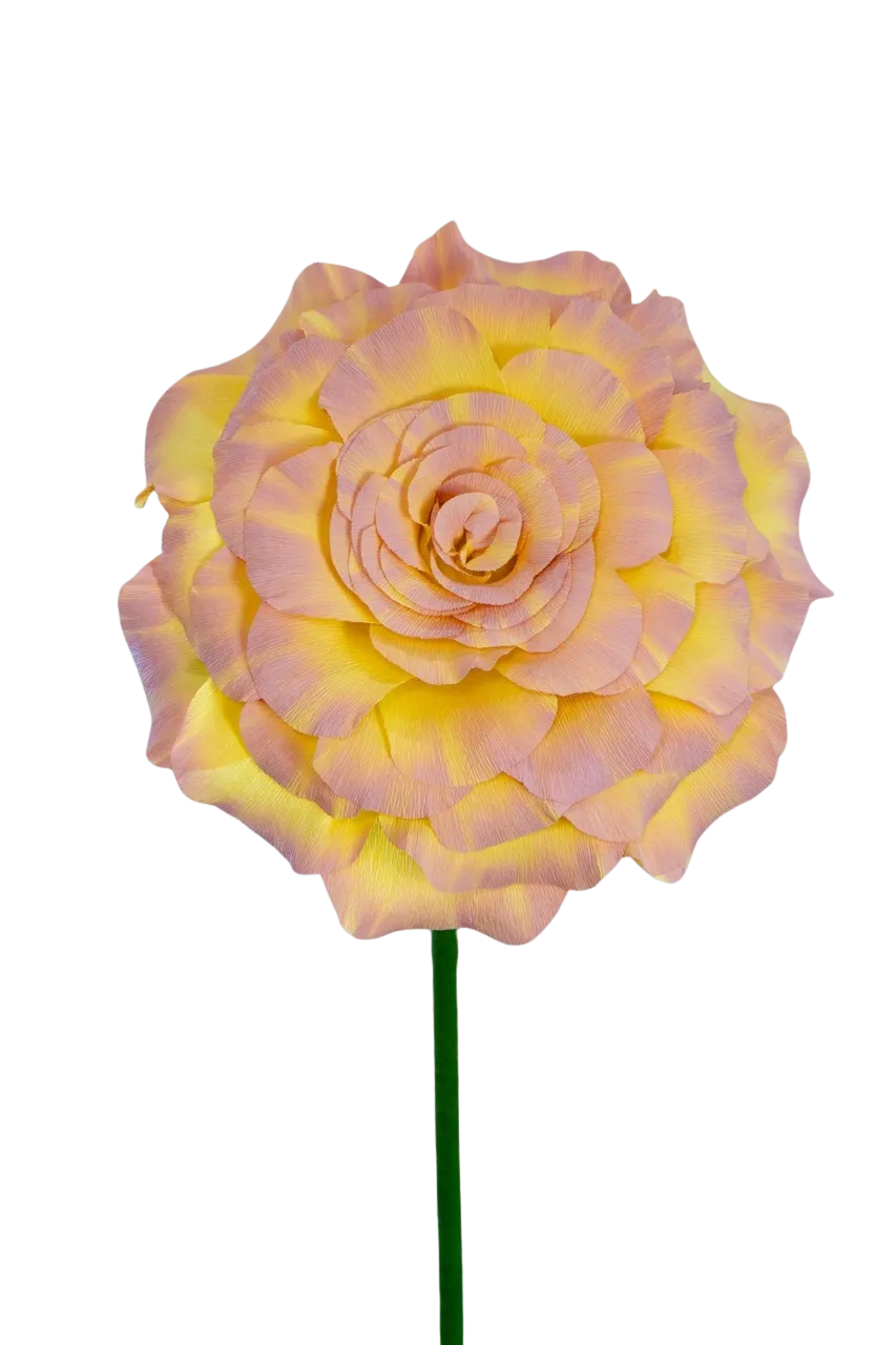 Yellow and Pink Rose