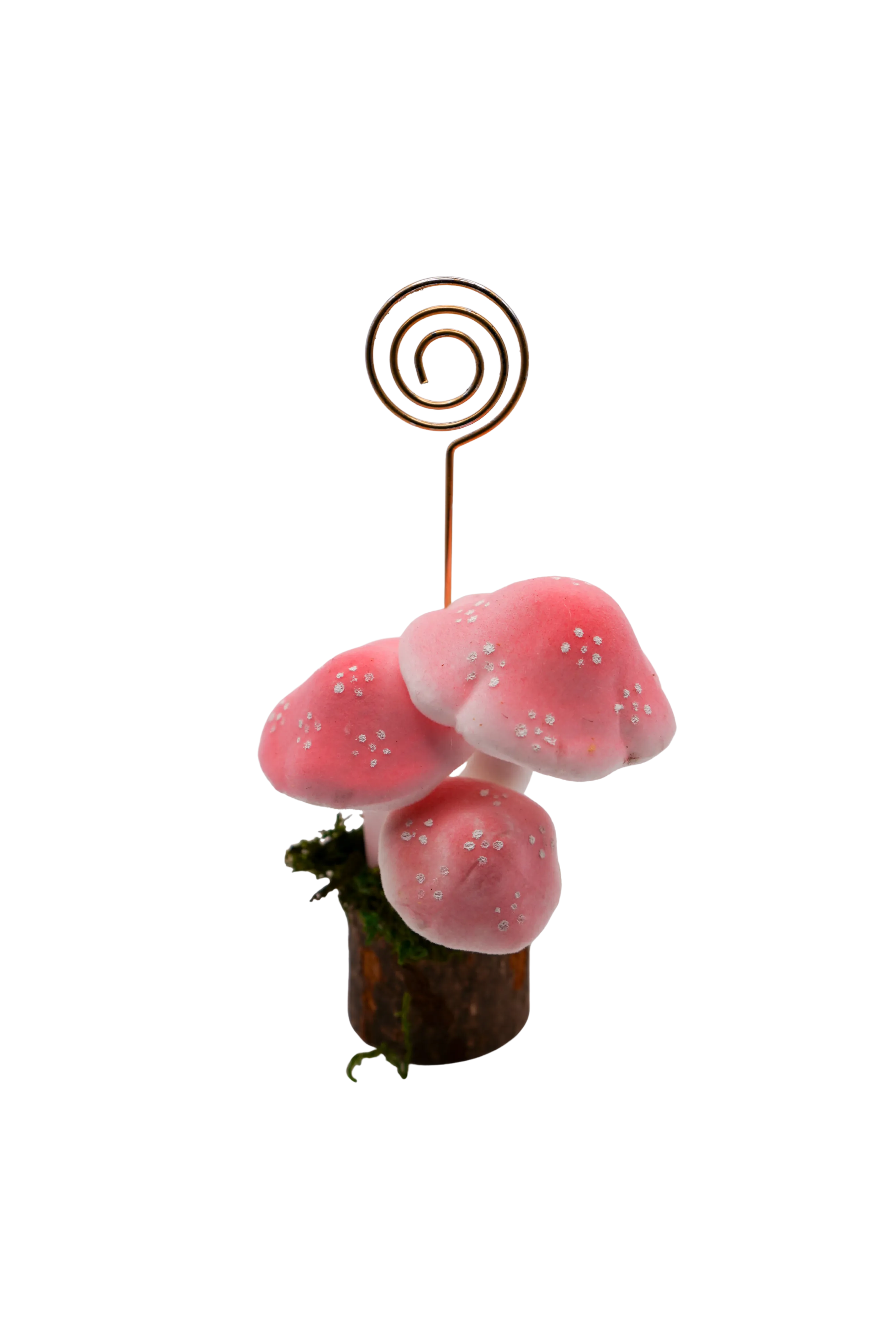 Mushroom Name Place Holder/Picture holder