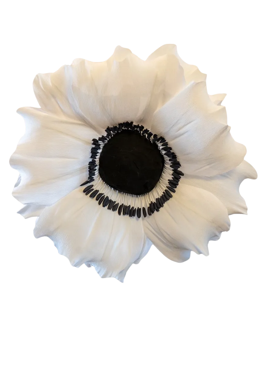 White Anemone