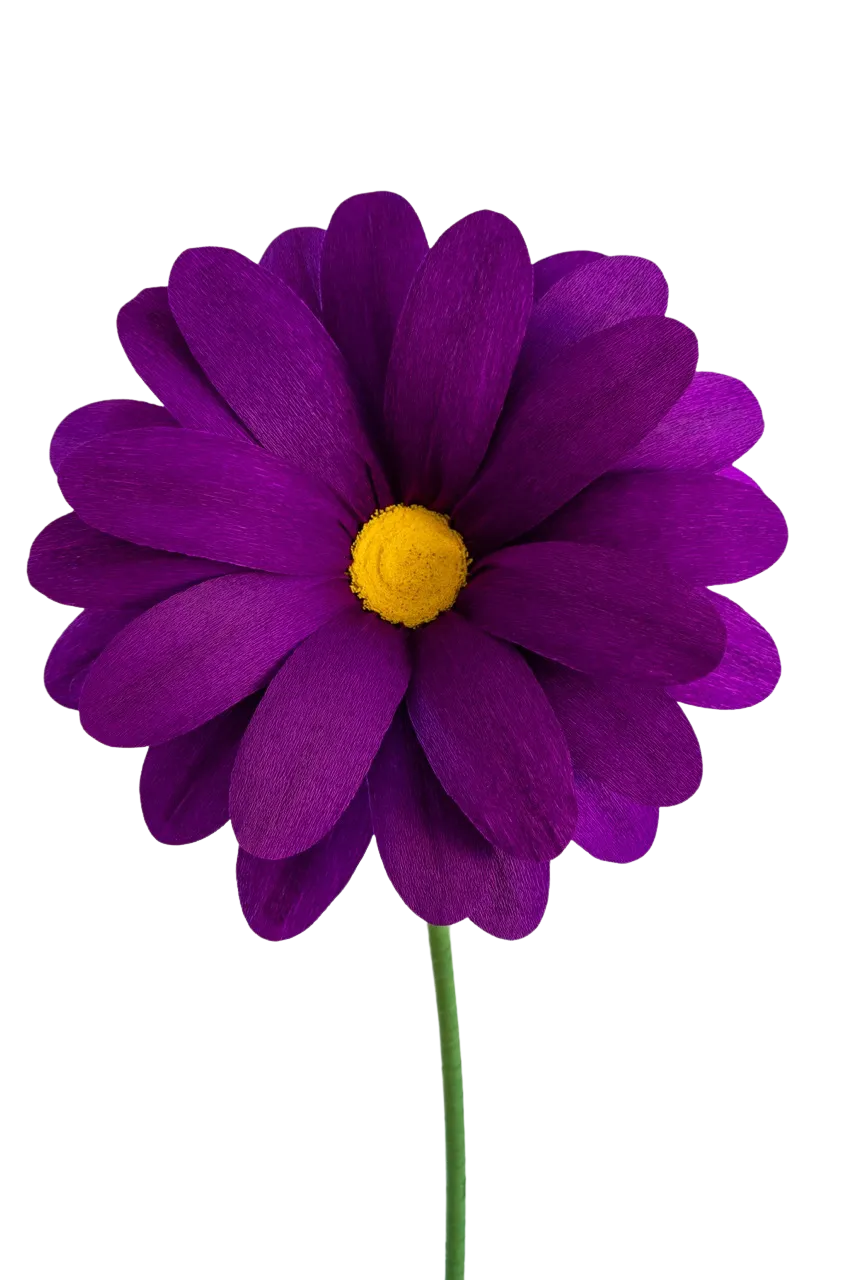 Dark Purple Daisy