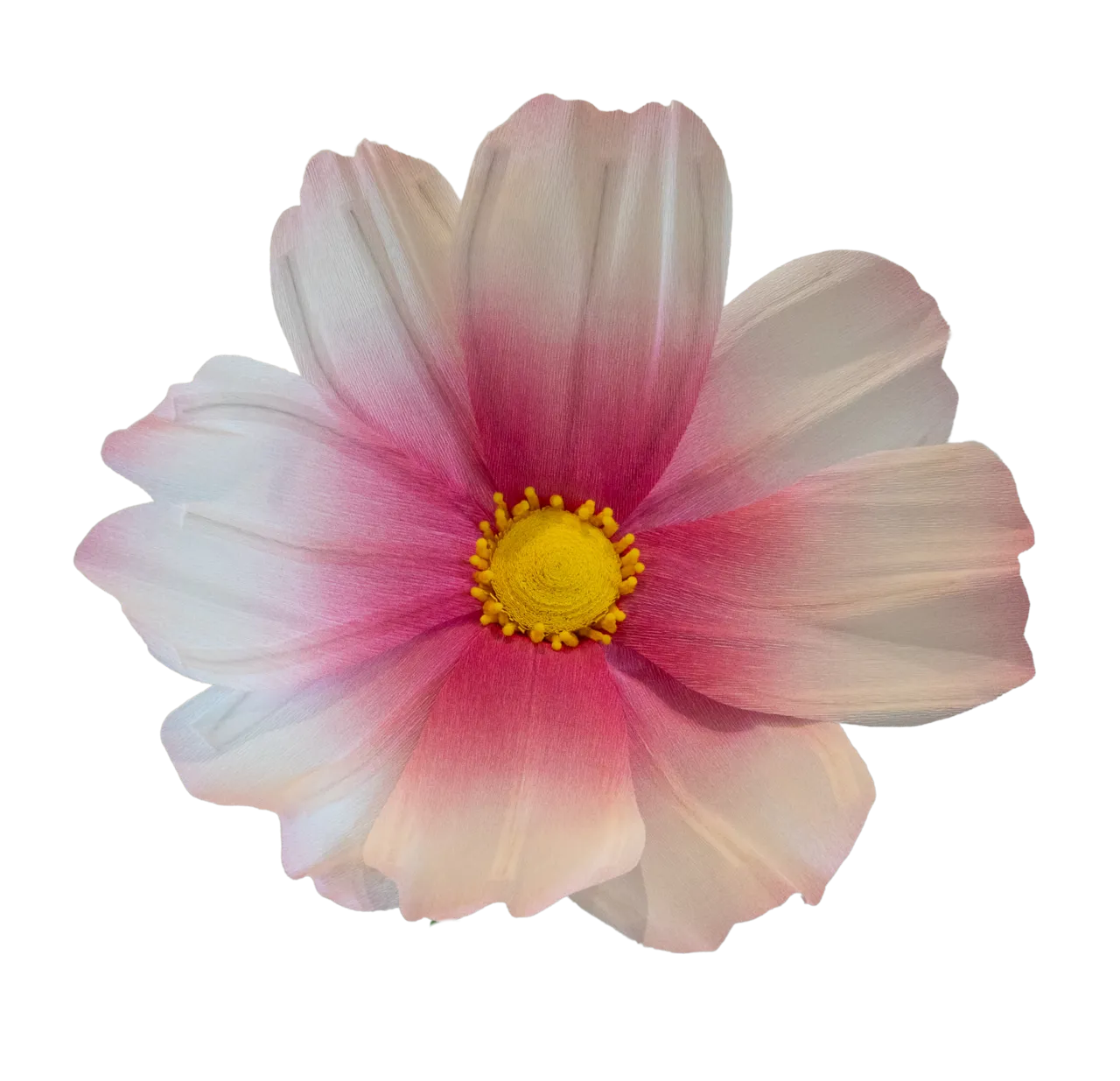 Pink and White Cosmos with Yellow Center