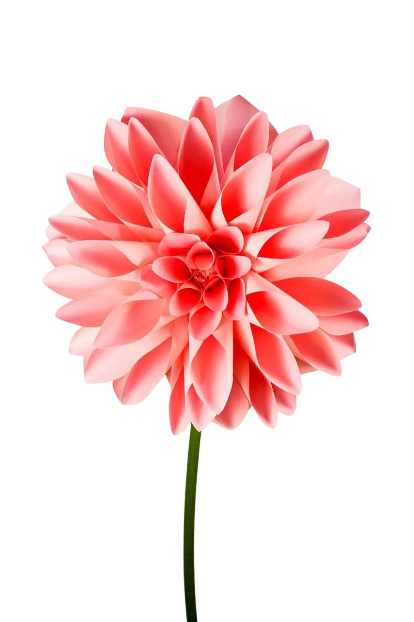 Pink Dahlia