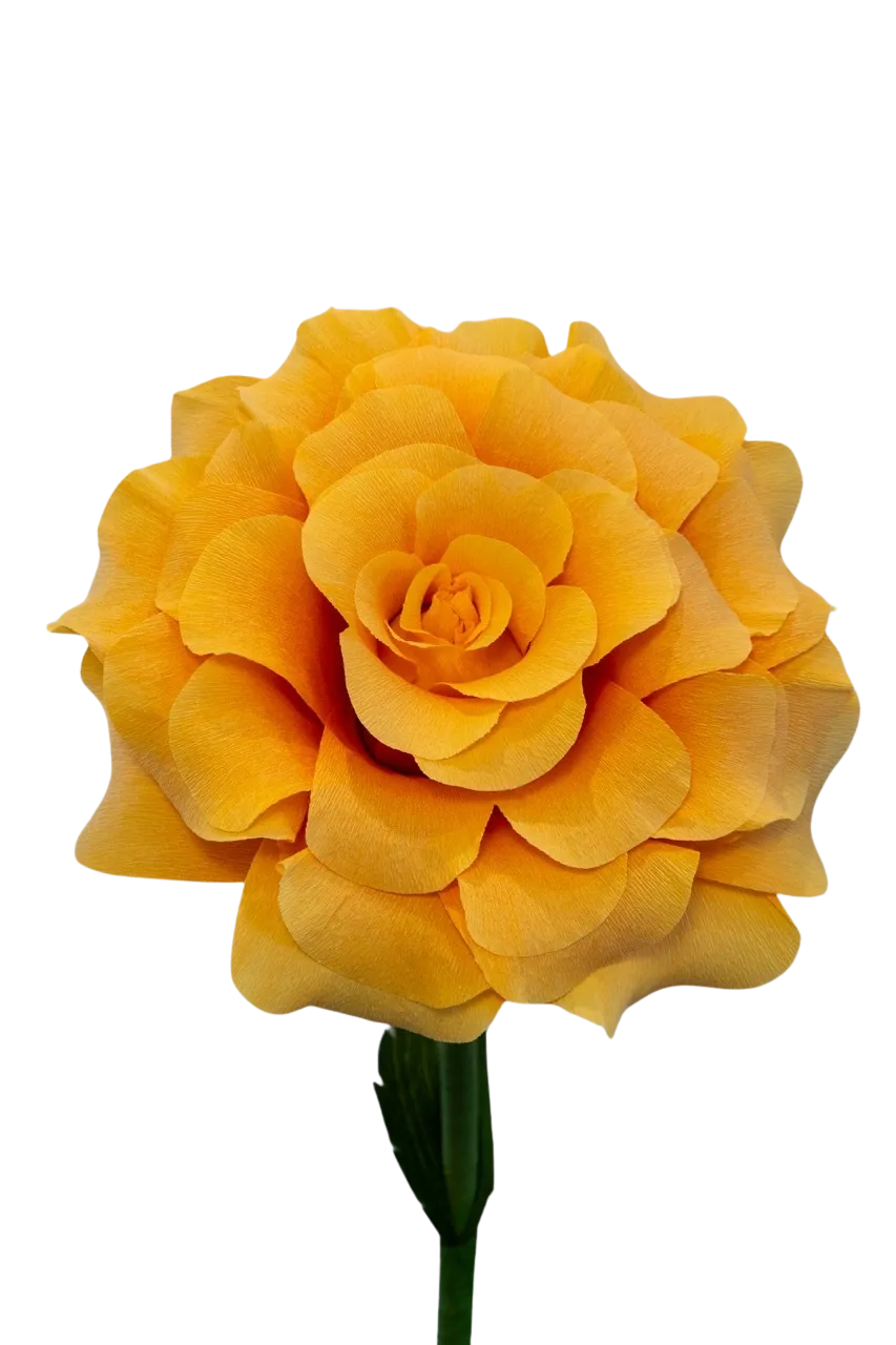 Dark Yellow and Orange Ombre Rose