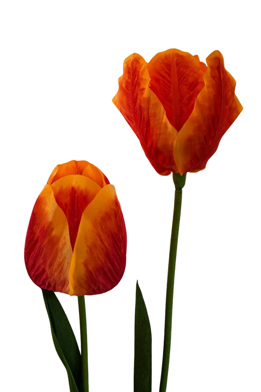 Orange Variable Tulip