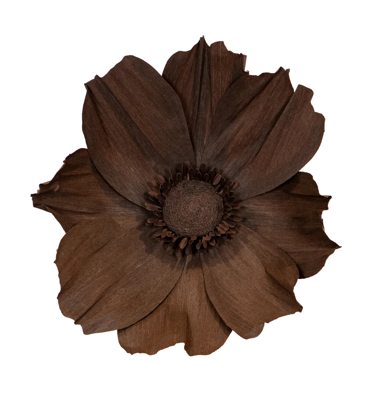 Large Dark Brown Cosmos