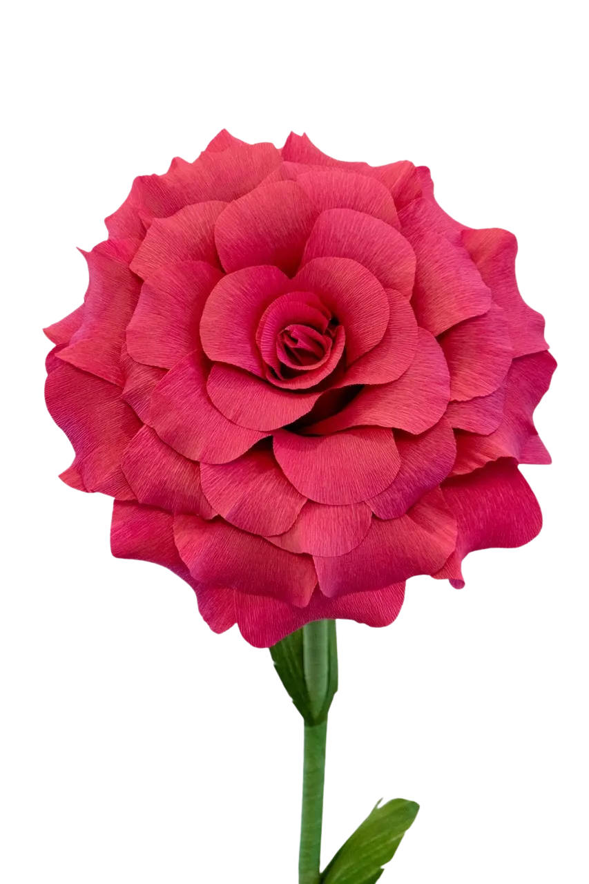 Dark Pink Rose 