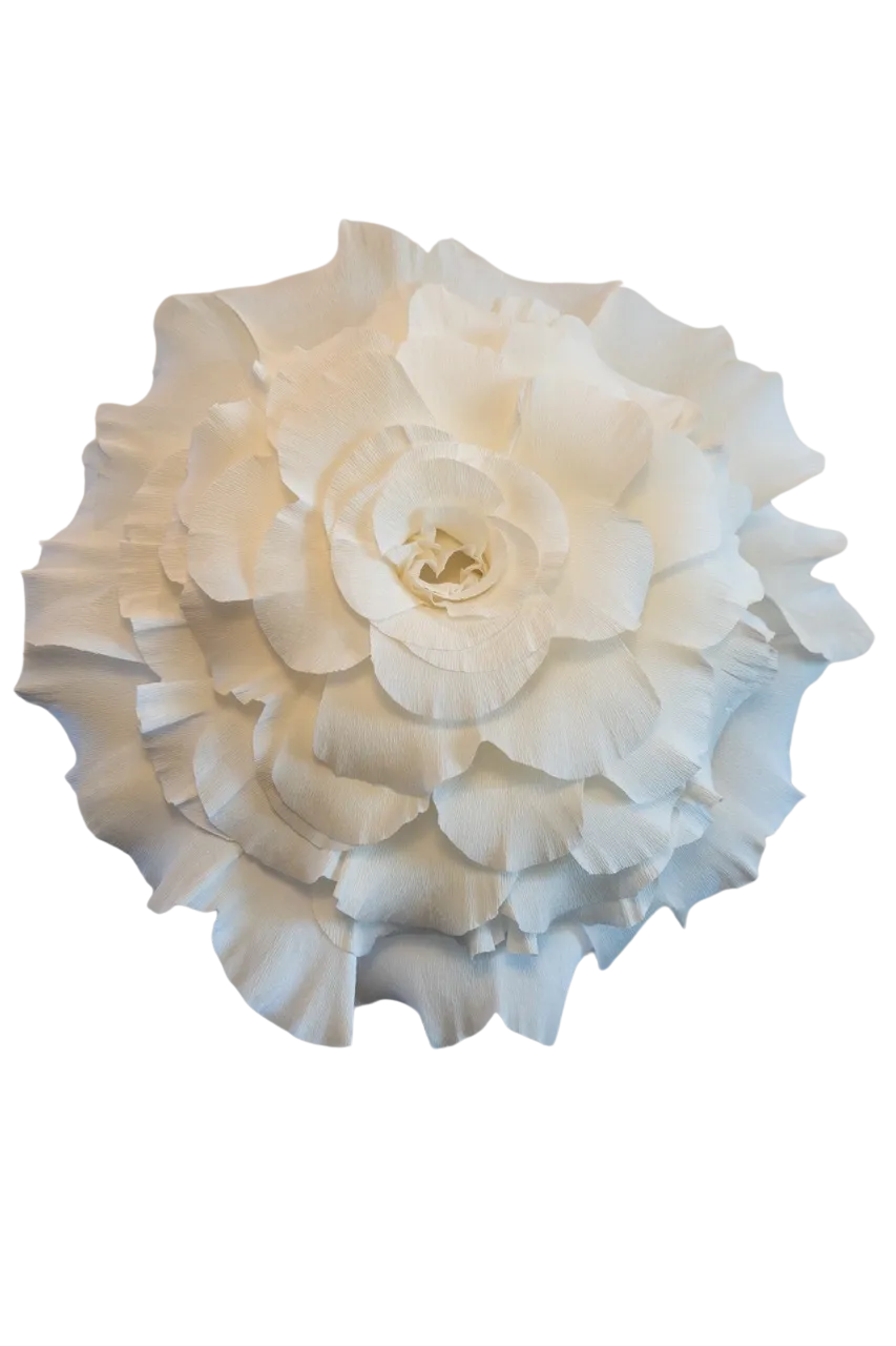 Large White Rose