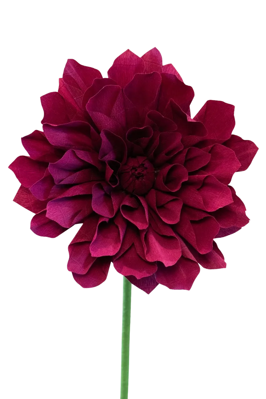 Burgundy Dahlia