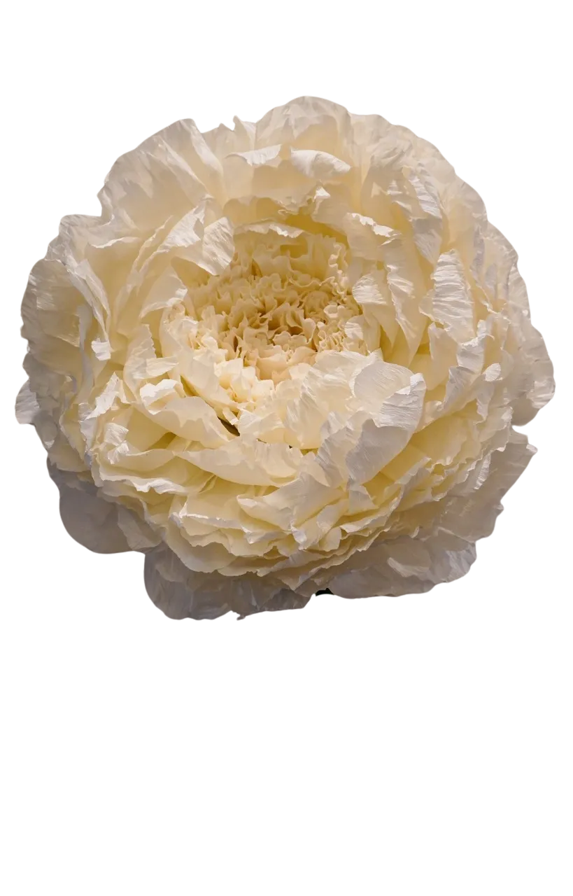 Off-White Peony