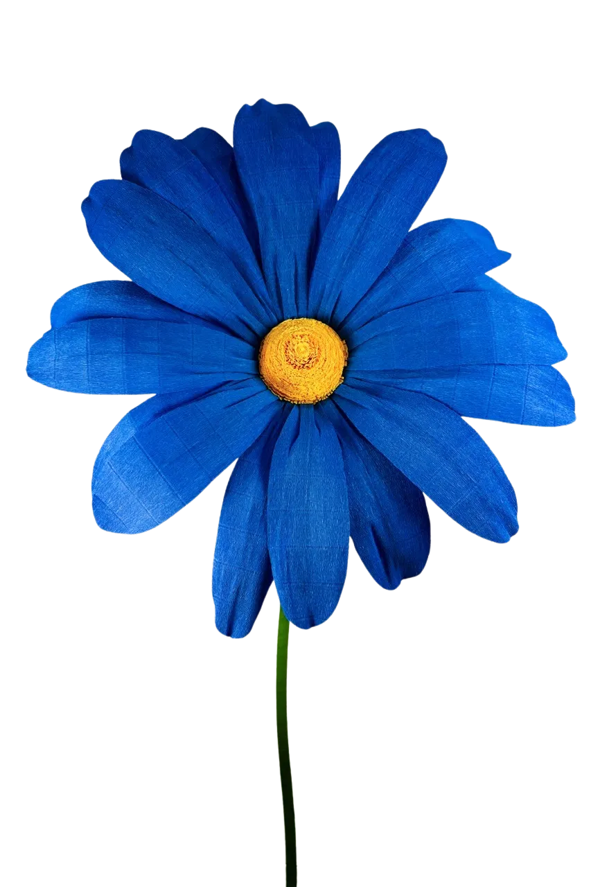 Extra Large Medium Blue Daisy with soft yellow center
